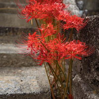 石段の脇に咲く赤い彼岸花の写真