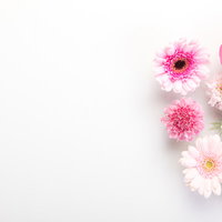 ピンクの薔薇とガーベラで彩る生花のフレームの写真