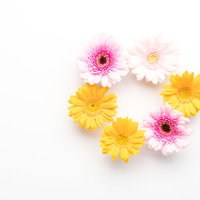 白背景に円形に配置したピンクと黄色のガーベラの花の写真