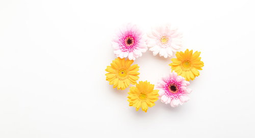 白背景に円形に配置したピンクと黄色のガーベラの花