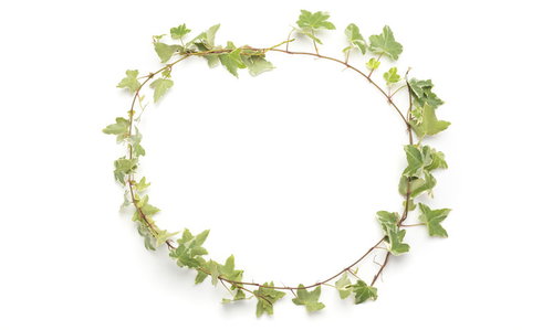 新緑のツタが輪を描くリース、白バックの観葉植物