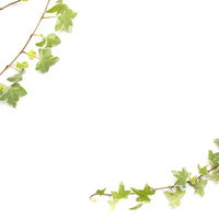 白背景に映える緑のツタの観葉植物、自然な曲線を描くつるの写真