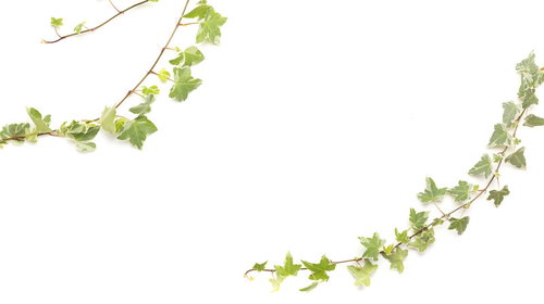 白背景に映える緑のツタの観葉植物、自然な曲線を描くつる