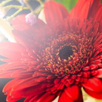 光が差し込む赤いガーベラのクローズアップの写真