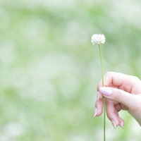 シロツメクサを指でつまんで持つ女性の手と春の花の写真