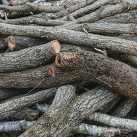 庭に転がっていた丸太と薪、積み重ねられた木材の写真