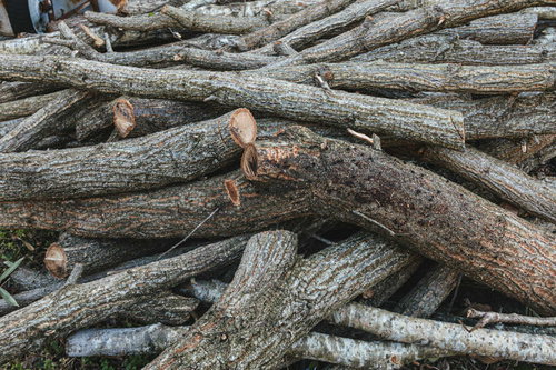 庭に転がっていた丸太と薪、積み重ねられた木材