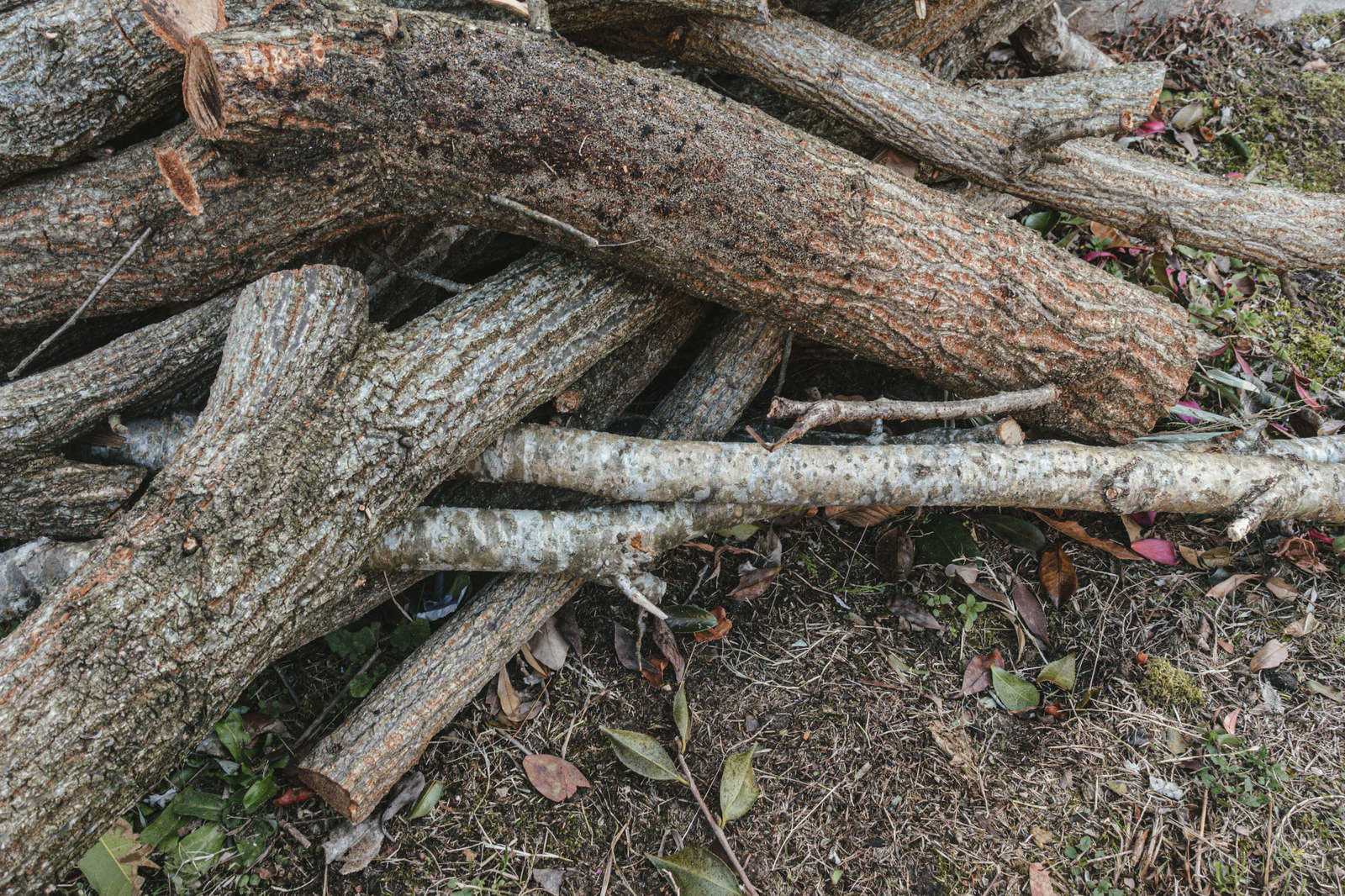 地面に無造作に積み重ねられた細い丸太や木の枝