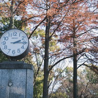 紅葉した木々を背景にした屋外の白い時計と季節の風景の写真