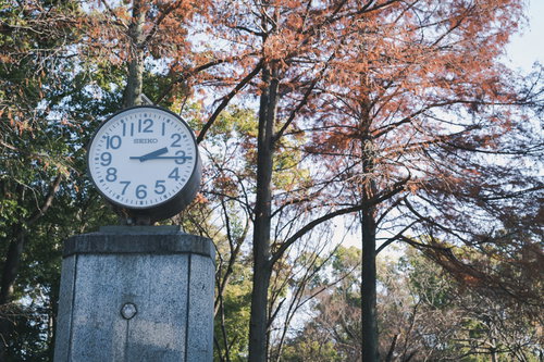 紅葉した木々を背景にした屋外の白い時計と季節の風景