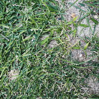 地面に這う笹が作る自然のテクスチャーの写真