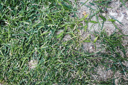 地面に這う笹が作る自然のテクスチャー