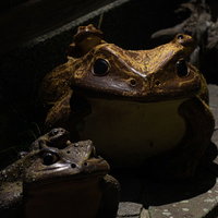 茶色い陶器のガマの置物の水辺風景の写真