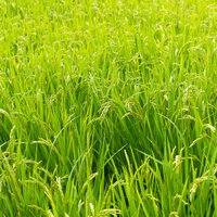 すくすく育った青々とした稲が広がる田んぼの写真