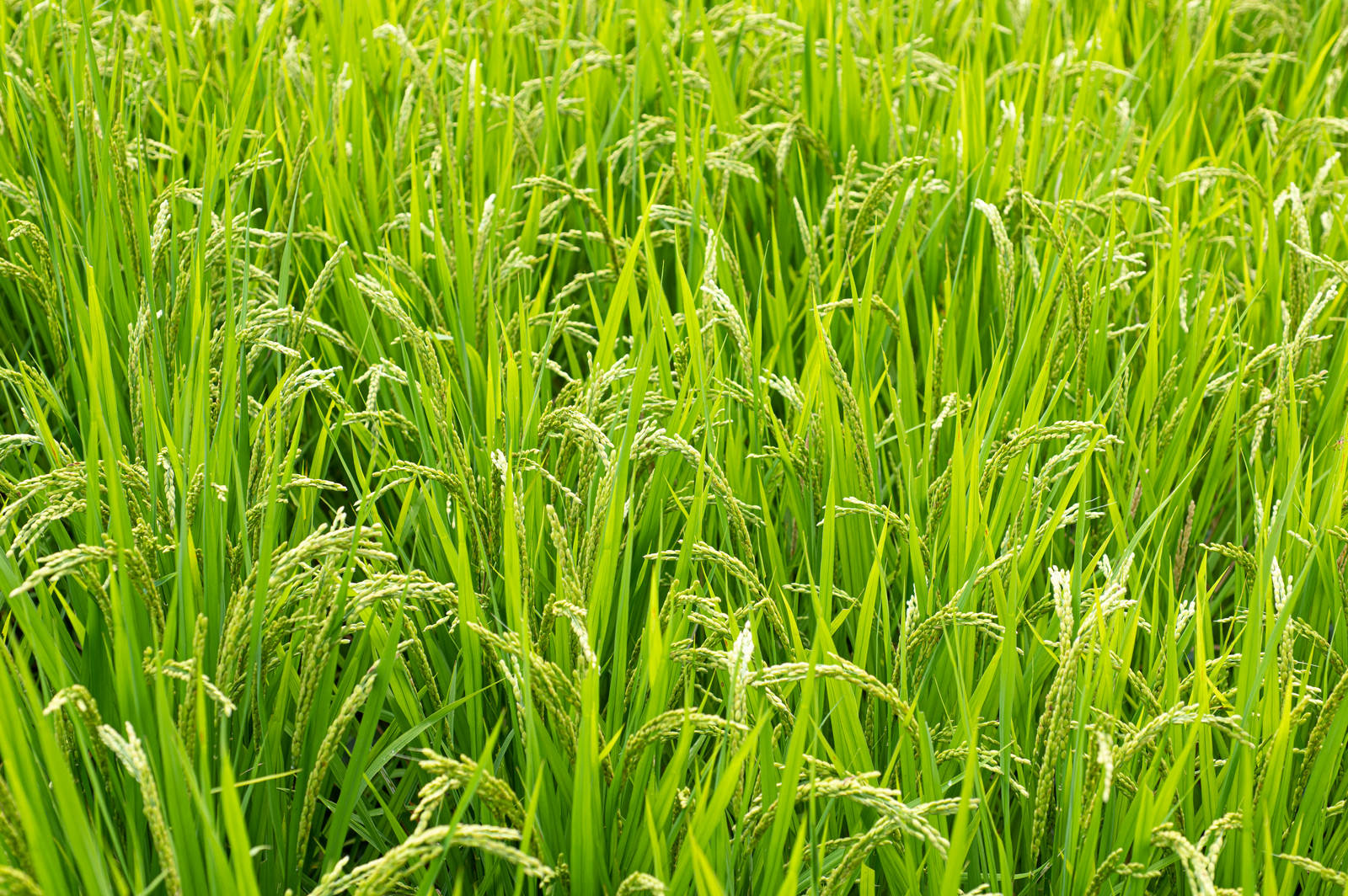 青々とした稲が一面に広がる豊作の田んぼ