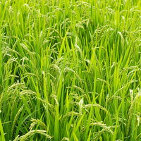 豊作を迎えた緑の田んぼ：青々とした稲穂が風に揺れる農業風景の写真