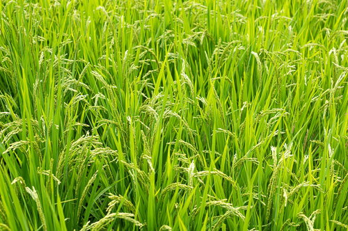 豊作を迎えた緑の田んぼ：青々とした稲穂が風に揺れる農業風景