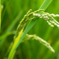 頭を垂れる黄緑色の稲穂 - 実った稲作の風景の写真