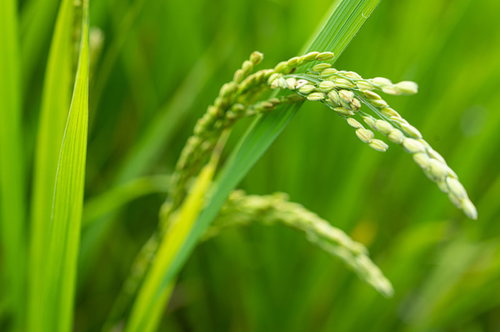 頭を垂れる黄緑色の稲穂 - 実った稲作の風景