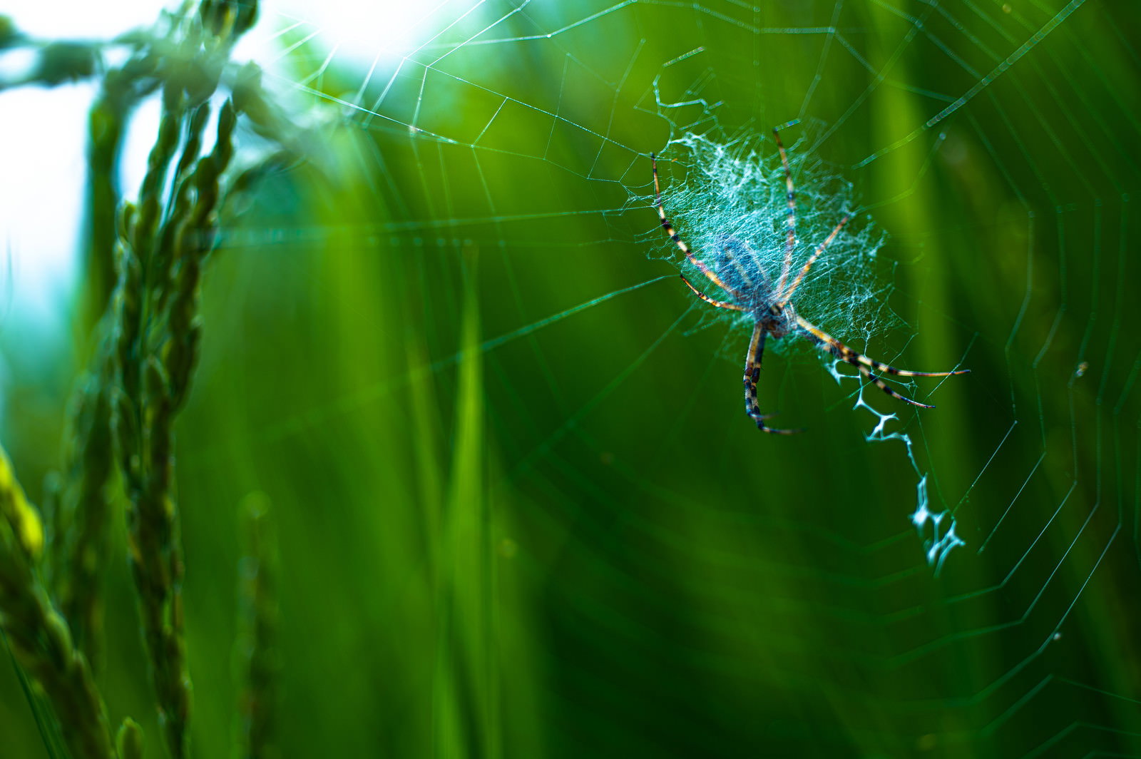 Striped spider sitting in its web in grass