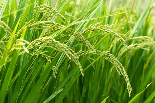 黄金色に実った稲穂が垂れるまで育った稲