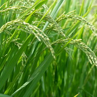 実り多く黄金色に頭を垂らす稲穂と青々とした田んぼの風景の写真