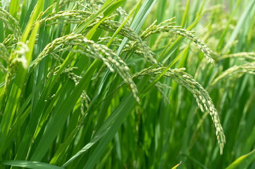 実り多く黄金色に頭を垂らす稲穂と青々とした田んぼの風景