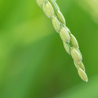 黄緑色に色づいて大きく膨らむ稲穂の豊かな実りの写真