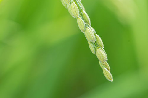 黄緑色に色づいて大きく膨らむ稲穂の豊かな実り