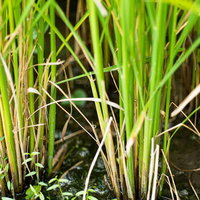 水田から伸びる青々とした稲の成長風景の写真