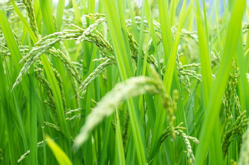 黄金色に実った稲穂が風に揺れる秋の田んぼ