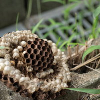 道端に落ちた茶色い蜂の巣の写真