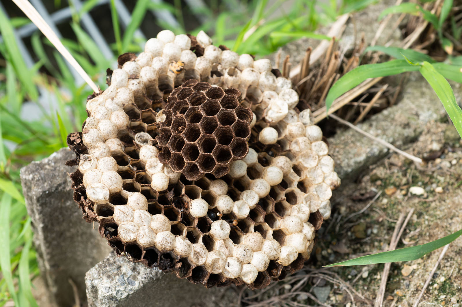 草の上に落ちている茶色の六角形の穴が規則正しく並んだハチの巣