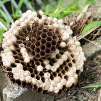 地面に転がった茶色のハチの巣の写真