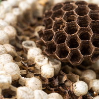 巣穴を覆う白い幕と蜂の幼虫の成長過程の写真