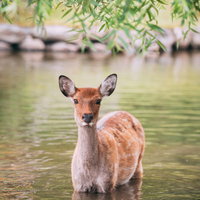 池の中で立つ鹿の写真