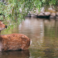 池に浸かりながらやなぎの枝をむしゃむしゃ食べる鹿の写真