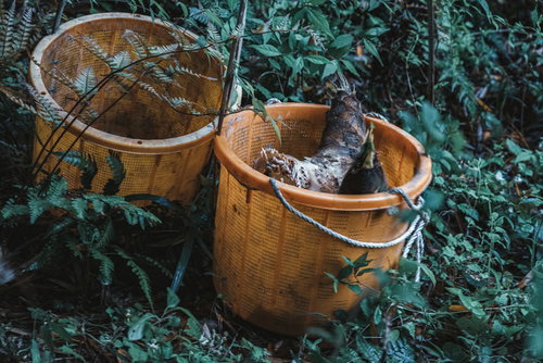 竹かごに入れた収穫されたばかりの筍と春の農産物