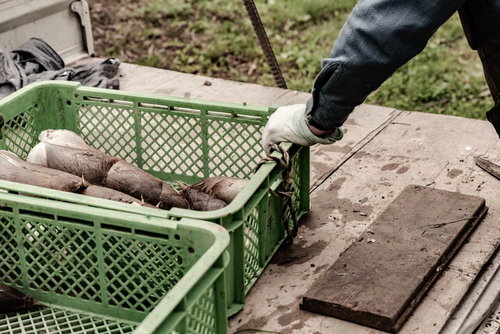 出荷用に選別された筍の収穫と選別作業の様子