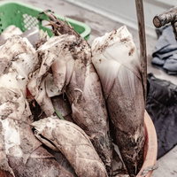 出荷を待つ収穫されたタケノコ、春の旬な筍の流通の写真