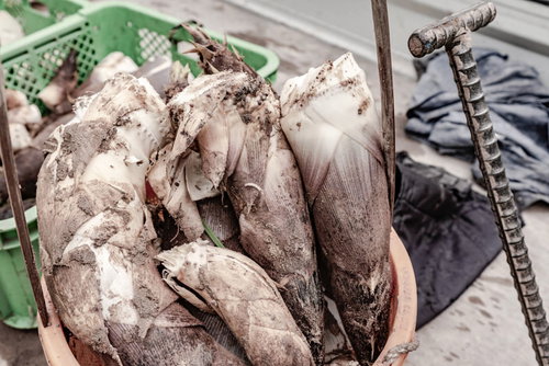 出荷を待つ収穫されたタケノコ、春の旬な筍の流通