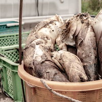 軽トラックの荷台に積まれた収穫したてのタケノコの写真