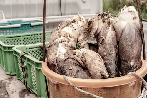 軽トラックの荷台に積まれた収穫したてのタケノコ