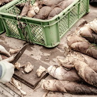 出荷前に切り落とされるタケノコの根の写真