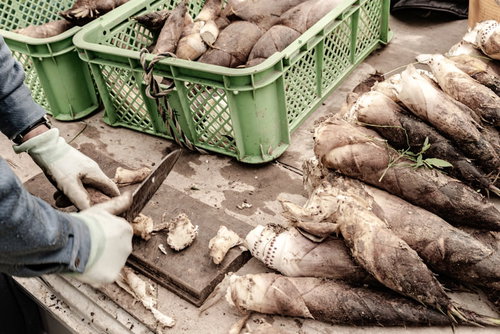 出荷前に切り落とされるタケノコの根