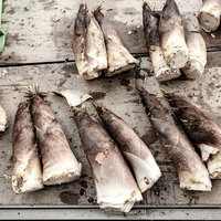 出荷前の下拵えが終わった春旬のタケノコ、皮を剥いた筍の写真