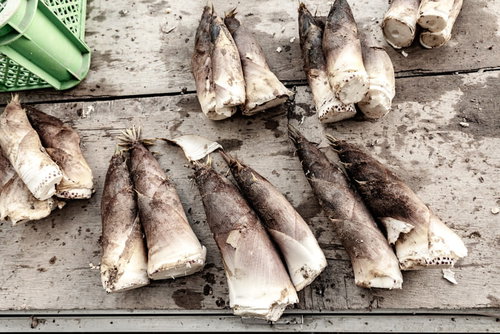 出荷前の下拵えが終わった春旬のタケノコ、皮を剥いた筍