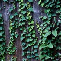 茶色い板壁に這う蔦のテクスチャー写真の写真