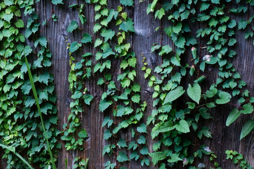 茶色い板壁に這う蔦のテクスチャー写真