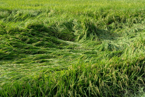 台風の強風になぎ倒された稲が一面に横たわる田んぼ